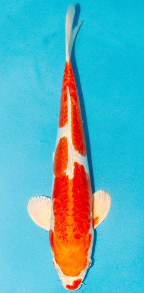 Koi 35-40cm Nr. 3813