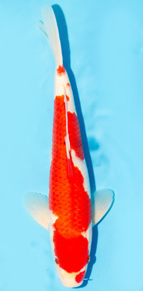 Koi 35-40cm Nr. 1386