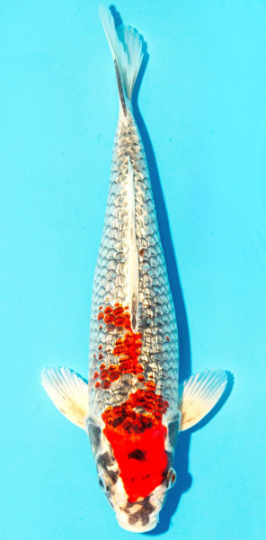 Koi 30-35cm Nr. 2924