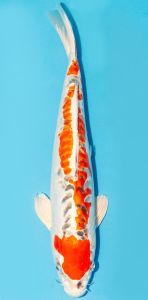 Koi 35-40cm Nr. 3857