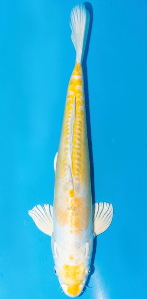 Koi 35-40cm Nr. 1395