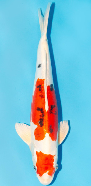 Koi 35-40cm Nr. 1384