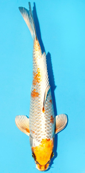 Koi 30-35cm Nr. 2662