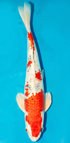 Koi 40-45cm Nr. 3443