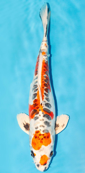 Koi 35-40cm Nr. 3848