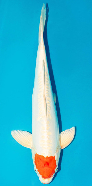 Koi 40-45cm Nr. 3905