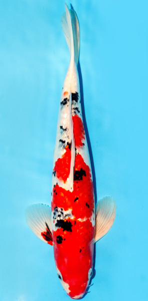 Koi 35-40cm Nr. 3850