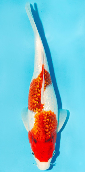 Koi 30-35cm Nr. 2942