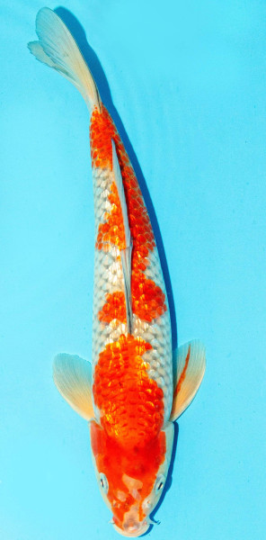 Koi 30-35cm Nr. 2944