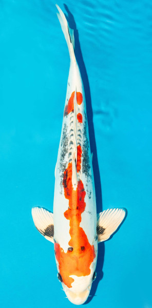 Koi 40-45cm Nr. 3460