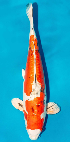 Koi 40-45cm Nr. 3924