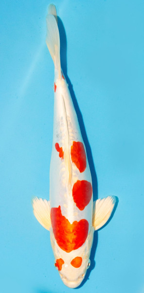 Koi 30-35cm Nr. 2646