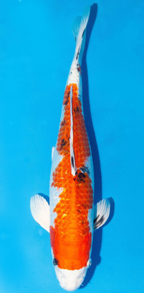 Koi 35-40cm Nr. 1404