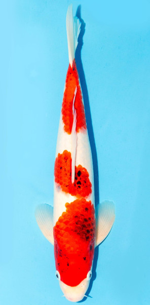 Koi 35-40cm Nr. 1377