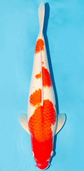 Koi 35-40cm Nr. 3837