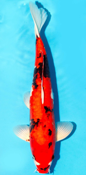 Koi 35-40cm Nr. 3829