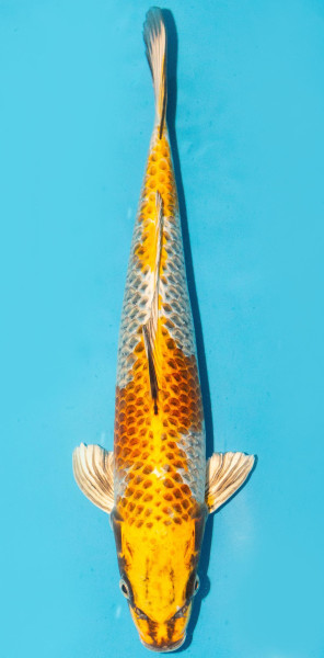 Koi 35-40cm Nr. 3808