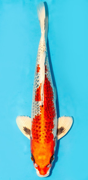 Koi 35-40cm Nr. 3803