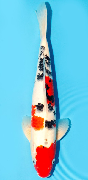 Koi 35-40cm Nr. 3845