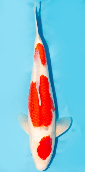 Koi 35-40cm Nr. 3847