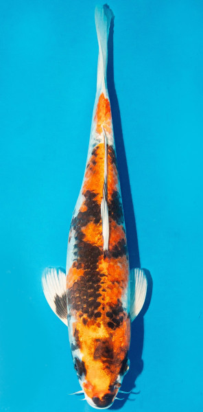 Koi 25-30cm Nr. 3608