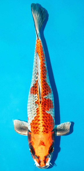 Koi 40-45cm Nr. 3440