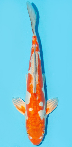 Koi 35-40cm Nr. 3834