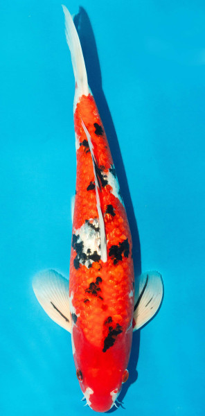 Koi 40-45cm Nr. 3931