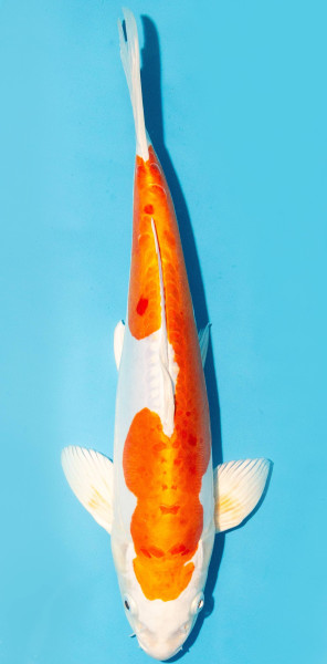 Koi 35-40cm Nr. 3863