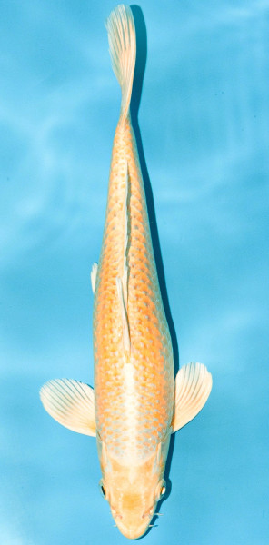 Koi 25-30cm Nr. 3682