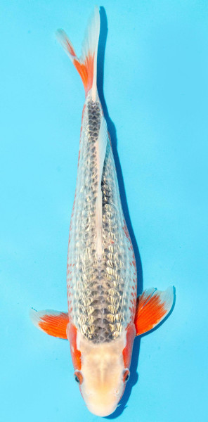 Koi 35-40cm Nr. 3852