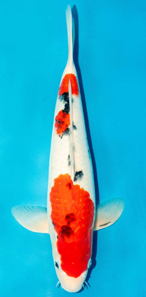 Koi 40-45cm Nr. 3925