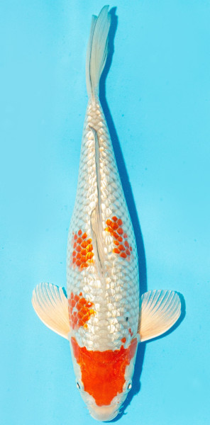 Koi 30-35cm Nr. 2917