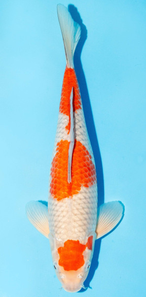 Koi 35-40cm Nr. 1315