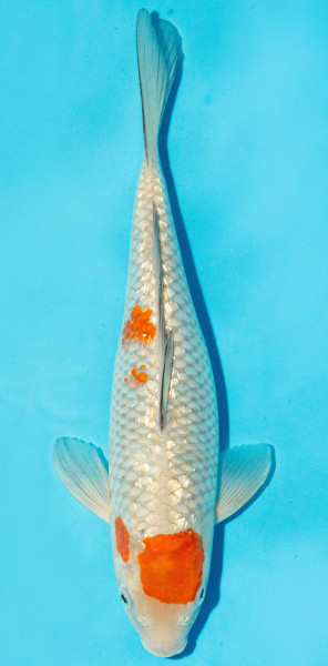 Koi 30-35cm Nr. 2915