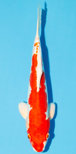 Koi 30-35cm Nr. 2665