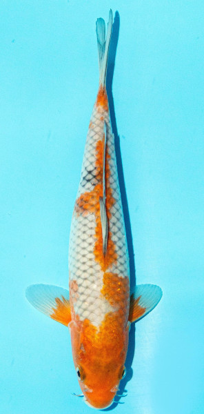 Koi 25-30cm Nr. 3026