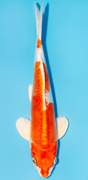 Koi 30-35cm Nr. 1255