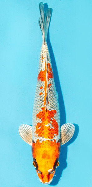 Koi 30-35cm Nr. 2937