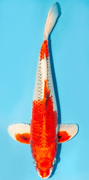 Koi 35-40cm Nr. 3807