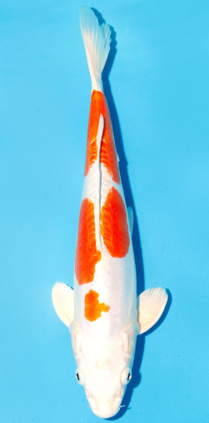 Koi 30-35cm Nr. 2632