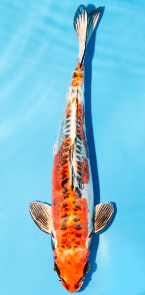 Koi 35-40cm Nr. 1349