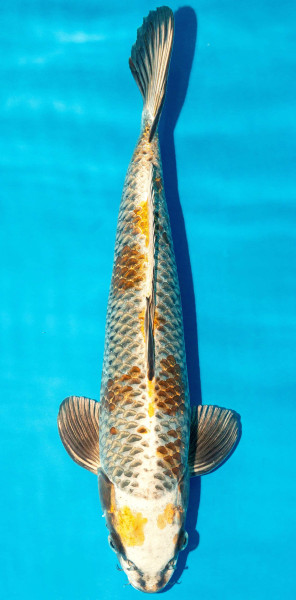 Koi 40-45cm Nr. 3929