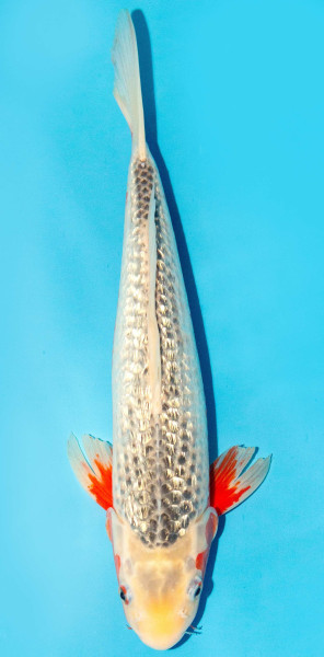 Koi 35-40cm Nr. 3839