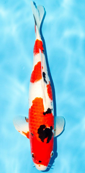 Koi 35-40cm Nr. 1344