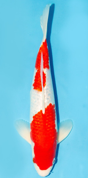 Koi 35-40cm Nr. 3864