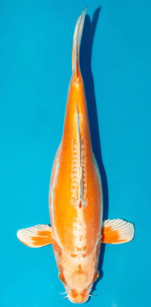 Koi 40-45cm Nr. 3462