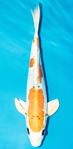 Koi 40-45cm Nr. 3459