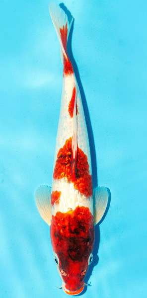 Koi 30-35cm Nr. 2957