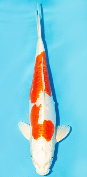 Koi 30-35cm Nr. 2931